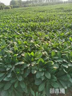 高度60厘米结香