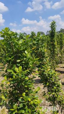 高度170厘米火山榕