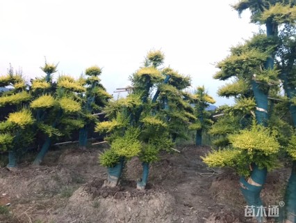 高度300厘米小叶女贞