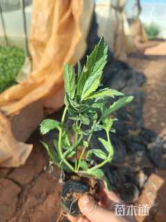 高度20厘米柳叶马鞭草
