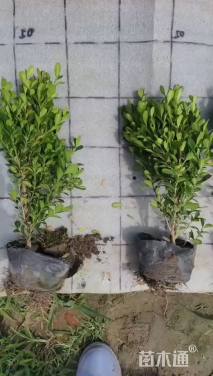 高度30厘米瓜子黄杨