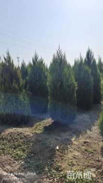 高度250厘米塔柏