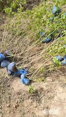 高度80厘米连翘