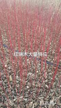 高度150厘米红瑞木