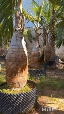 裸干高150厘米酒瓶椰子