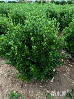 高度65厘米大叶黄杨