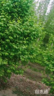 10公分八棱海棠