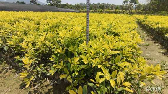 高度20厘米黄金枸骨