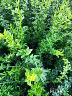 高度30厘米迎春花