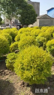 冠幅100厘米亮晶女贞球