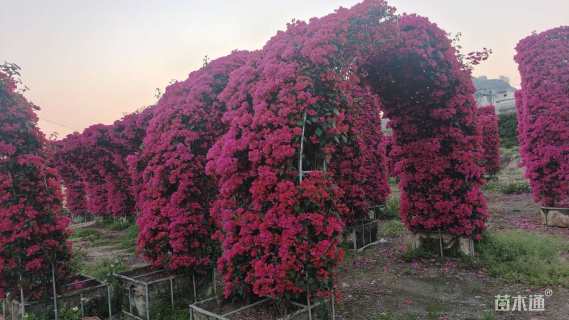 高度300厘米三角梅