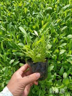 高度25厘米金鸡菊