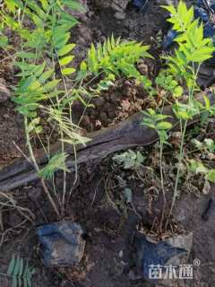 高度50厘米珍珠梅