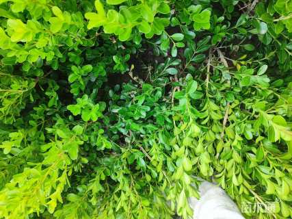 高度45厘米瓜子黄杨