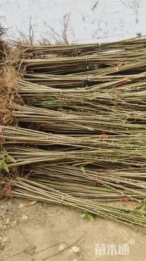 0.7公分红油香椿