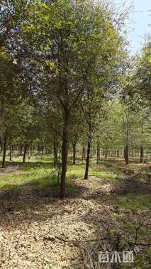 16公分弗吉尼亚栎