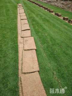 草卷状中华结缕草