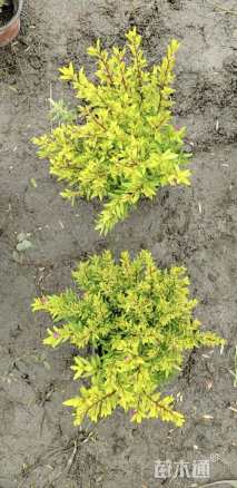 高度25厘米金叶满天星