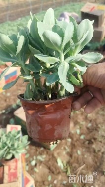 高度26厘米八宝景天