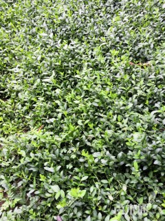 30厘米小叶扶芳藤