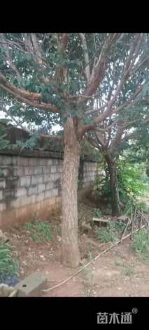 22公分流苏树
