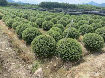 冠幅100厘米龟甲冬青球