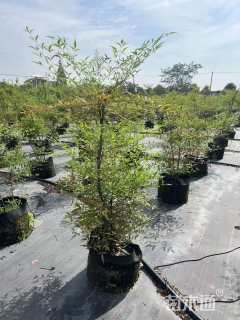 高度100厘米南天竹