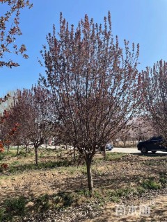 11公分绚丽海棠