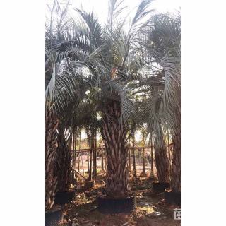 裸干高100厘米布迪椰子