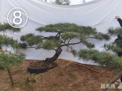10公分造型黑松