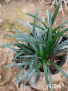 高度20厘米玉龙草