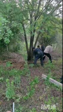 100公分(5杆)丛生乌桕