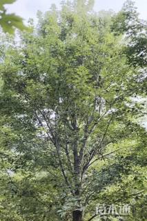 18公分美国红枫-红点