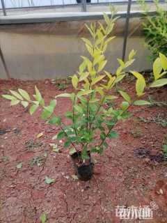 高度25厘米金森女贞