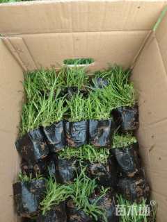 高度10厘米地被石竹