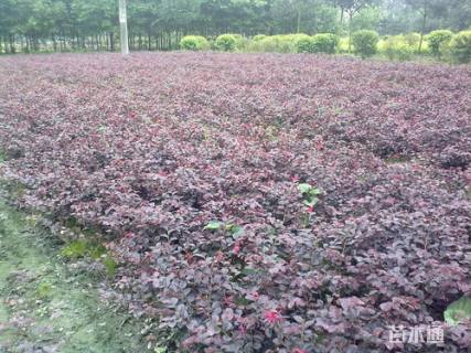 高度30厘米红花继木