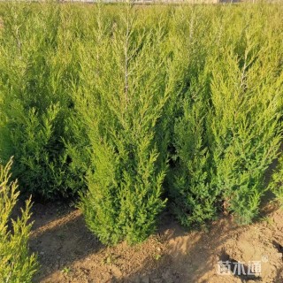 高度50厘米圆柏