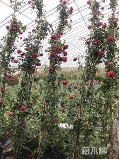 容器苗藤本月季