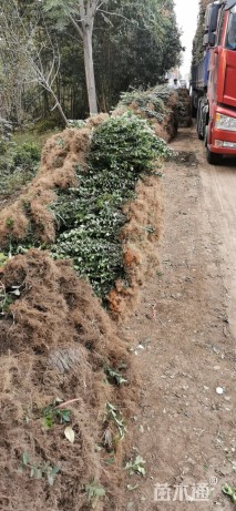 高度40厘米胶东卫矛