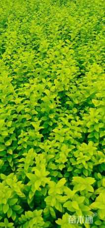 高度50厘米金叶女贞