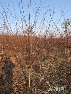 高度200厘米红叶榆叶梅