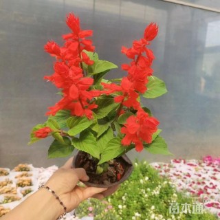 高度20厘米一串红