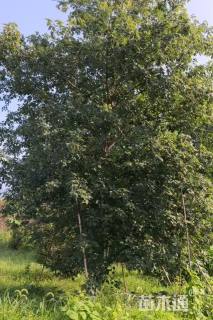 30公分美国红枫