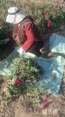 高度40厘米仙境月季