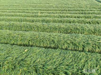 高度20厘米麦冬