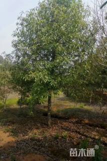 14公分乐昌含笑