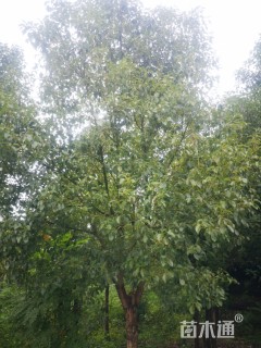 150公分朴树