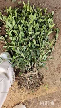 高度50厘米小叶栀子