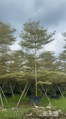 10公分锦叶榄仁