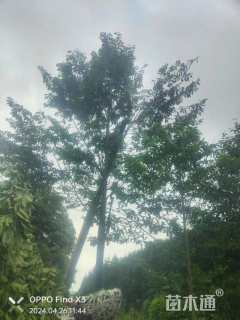 18公分乐昌含笑